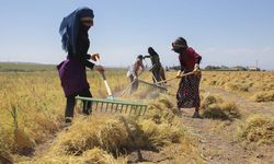 Kırmızı samanın tonu 14 bin liraya çıktı besici hayvancılık yapmakta zorlanıyor!