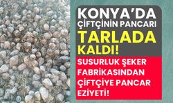 Konya’da çiftçinin pancarı 2 aydır tarlada bekliyor! Susurluk Şeker Fabrikasından çiftçiye pancar eziyeti!