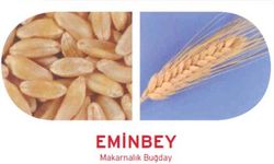 Eminbey makarnalık buğday: Verimiyle öne çıkan, kuraklığa ve soğuğa dayanıklı yerli çeşit