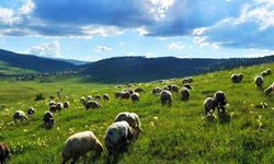 Mera kirası 112 TL’den başlıyor: 3'üncü ihale 27 Mayıs’ta