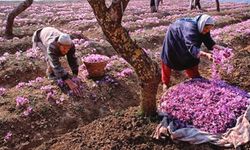 Altından değerli Safran için Ağustos stratejisi: Geç kalan kaybeder!