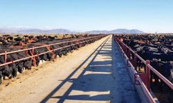 Hayvan bedeli 105 bin TL: Kırsalda bereket hayvancılığa destek projesi 5'inci grup duyurusu