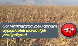 Göl Marmara'da 2500 dönüm ayçiçek ekili alanla ilgili yeni gelişme!