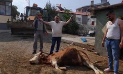 Şap hastalığı Göle’de felakete dönüştü: "6 hayvanım öldü, ahır boşaldı!"