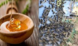 Ham balın gizli gücü: Bağışıklık, enerji ve mutluluk kaynağı