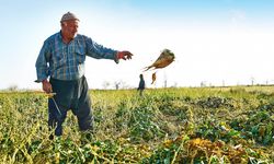 Şeker ithalatı pancar üreticisini vurdu: Tarımdan Haber’in gündeme getirdiği kriz için Bakanlığa soru önergesi