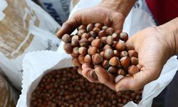TMO fındık alım fiyatlarını açıkladı: Giresun kalite 200 TL, levant kalite 195 TL