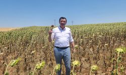 Trakya Birliği’nin ayçiçek avans fiyatına tepki: Keşke fiyat açıklamasaydı!