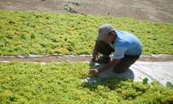Üzüm üreticileri şirketlerin insafına bırakıldı: Fiyatlar ve sigorta çiftçiyi zorluyor