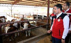 Güçlü besi projesi mi, güçlü ticaret planı mı?