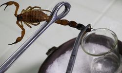 Türkiye akrep zehri üretiminde ihracat lideri olma yolunda