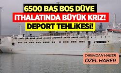 Avustralya’dan ithal edilen 6500 boş düvede kriz: Bakanlık ile firma karşı karşıya