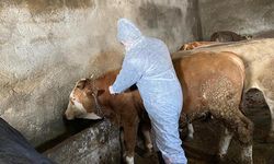 Iğdır'da şap alarmı! Büyükbaş hayvanların yüzde 85 aşılandı denilen ilde karantina üstüne karantina