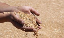Hububat fiyatları 29 Eylül 2025: Buğday, Arpa ve Mısır güncel veriler