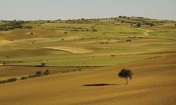 Afyonkarahisar’da işlenmeyen 1287 dönüm tarım arazisi tespit edildi