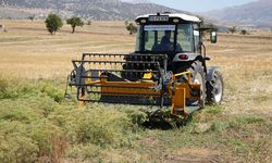 Az su isteyen mucize bitki rezene: Burdur’dan dünyaya açılıyor