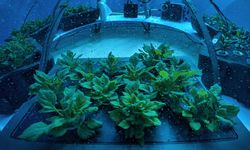 Nemo’nun Bahçesi: Sualtı tarımı ile geleceğin gıda güvenliği hedefleniyor