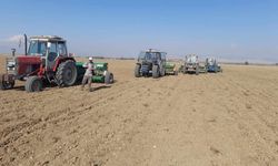 KKTC'de sertifikalı tohum krizi! Tarım Bakanının danışmanları şirket kurdu tohum satışı tekelleştirildi!