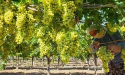 TMO çekirdeksiz kuru üzüm alım fiyatını açıkladı: Kilogramı 120 tl