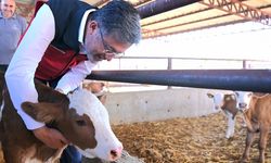 Şap Skandalı: Aşılama oranı yüzde 51, hayvan pazarı açıldı