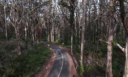 Susam tanesi boyunda böcek Avustralya tarımını çökertiyor
