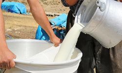 Ulusal Süt Konseyi açıkladı: Ağustos çiğ süt maliyeti litre başına 16,80 TL’ye yükseldi