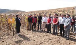 Çiftçi daneyi görünce gözlerine inanamadı tohumda ithale yerli rakip!