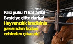 Faiz yükü 11 kat arttı: Besiciye çifte darbe! Hayvancılık kredisinin yarısından fazlası cebinden çıkacak!