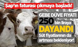 Şap'ın faturası çıkmaya başladı: Gebe düve fiyatı 250 bin liraya dayandı!