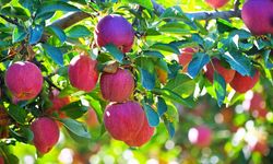 Çivril’in elması sofraları ve pazarları fethediyor: Rekolte ve fiyatlar çiftçiyi güldürdü