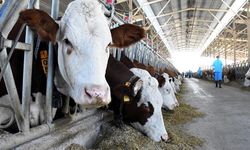 Gübre ve yem fiyatları uçtu: Çiftçi zor durumda!