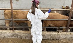 Aşı skandalı Tarım Bakanlığını harekete geçirdi: İki müfettiş Iğdır’da inceleme başlattı