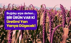Buğday, arpa derken bir ürün var ki üretimi neredeyse yarı yarıya düştü!