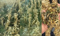 Mısır üreticisinin mağduriyeti ağır oldu: Etkisiz ot ilacı verimi yüzde 60’a kadar düşürdü!