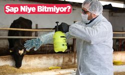Şap niye bitmiyor?