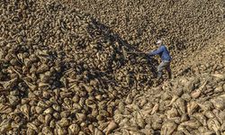 Çiftçinin tepkisi sonuç verdi: Türkşeker pancar fiyatında revizyona gitti