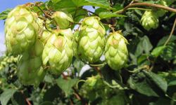 Şerbetçi otu üretimi yüzde 61,1 azalıyor! Peki sağlık ve ekonomideki bu bitkinin önemi ne?