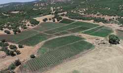 Bingöl’de işlenmeyen tarım arazilerinin kira bedeli 1500 liradan başlıyor