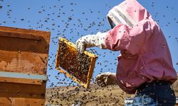 Destek fırsatı uzatıldı: Bakanlık duyurdu arılı kovan desteğinde son başvuru tarihi 14 Kasım!