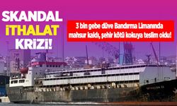 Skandal ithalat krizi! 3 bin gebe düve Bandırma Limanında mahsur kaldı, şehir kötü kokuya teslim oldu!