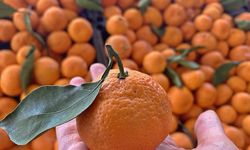 Küresel mandalina pazarı strateji oyununa döndü: Arz-talep savaşı kızışıyor