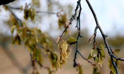Zirai don desteklerinde ödemeler sürüyor: İki büyük tarım ilinde çiftçiye 1,7 milyar destek ödemesi yapıldı!