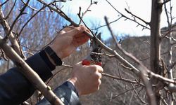 Meyve ağaçları hangi aylarda budanır? İşte bu kurs tam size göre