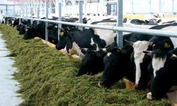 Ekonomik kriz hayvancılık sektörünü vurdu: konya’daki meşhur besi çiftliği iflas etti