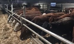 Kırsalda Bereket Projesi’nde yeni adım: Etçi damızlık düve teslimleri hızlanıyor