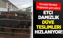 Kırsalda Bereket Projesi’nde yeni adım: Etçi damızlık düve teslimleri hızlanıyor