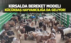 Kırsalda Bereket modeli küçükbaş hayvancılığa da geliyor