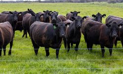 TİGEM’den Kırsalda Bereket Projesi 1. etap 8. grup açıklaması: Etçi ırk gebe düve fiyatı 120 bin TL