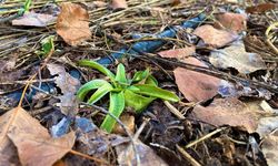 Bayburt tarımında yeni sayfa mı? Salep denemeleri umut verdi