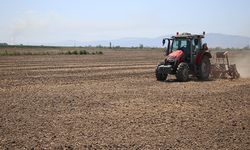 Adana’da hangi ürün arttı, hangisi düştü? TÜİK verileriyle tarım analizi